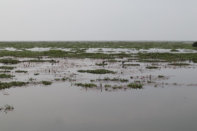Free Lake Water Plants photo and picture
