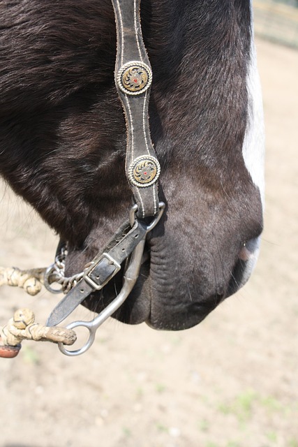 Free Horse Bit photo and picture