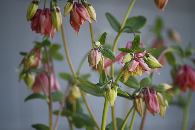 Free Flowers Garden photo and picture