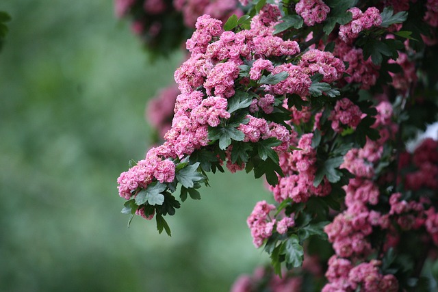 Free Flowers Tree photo and picture