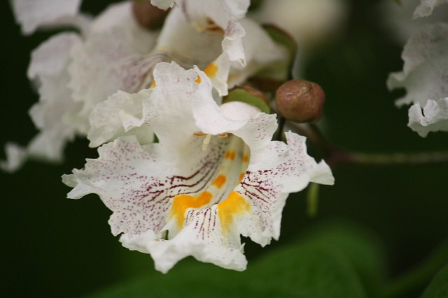 Free Catalpa Flowering photo and picture