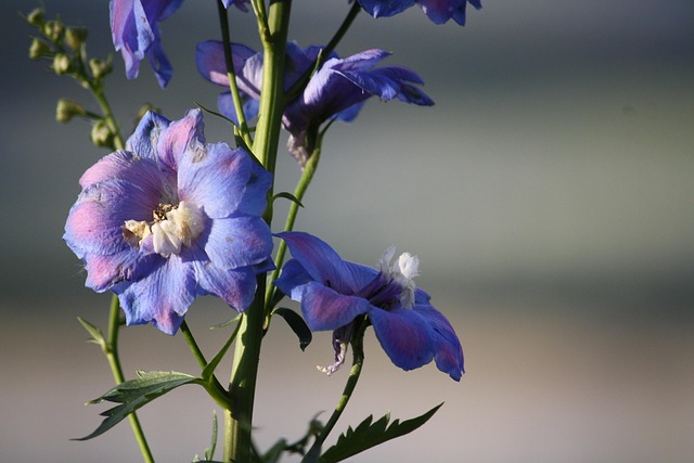 Free Flowers Purple photo and picture