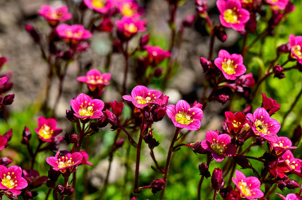 Saxifrage Fleur Plante Photo gratuite sur Pixabay