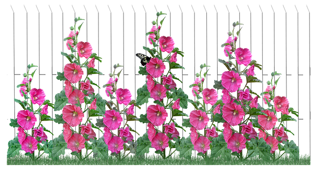 Free flowers hollyhocks picket fence illustration