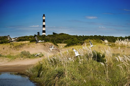 Free Lighthouse Coscoroba photo and picture