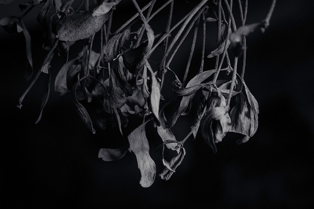 Free Black And White Branch photo and picture