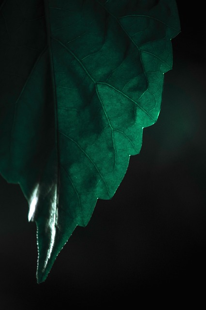 Free Sheet Nature photo and picture