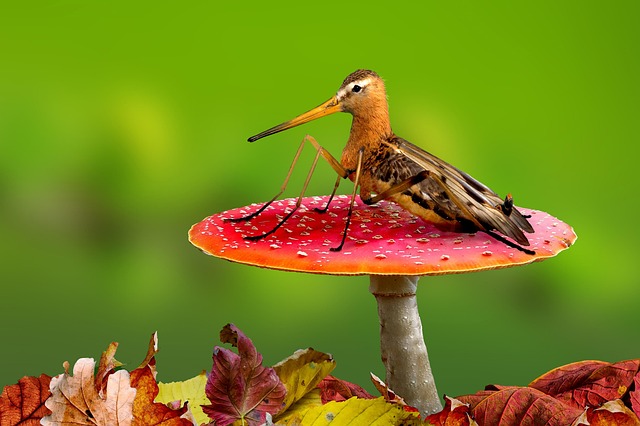 Free Digiart Snipe Fly photo and picture
