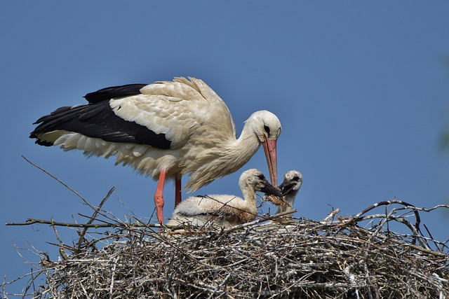 White stork, nature, stork nest and stork young — photo by haru9999