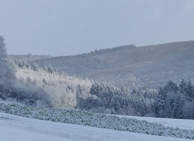Free Winter Winter Landscape photo and picture