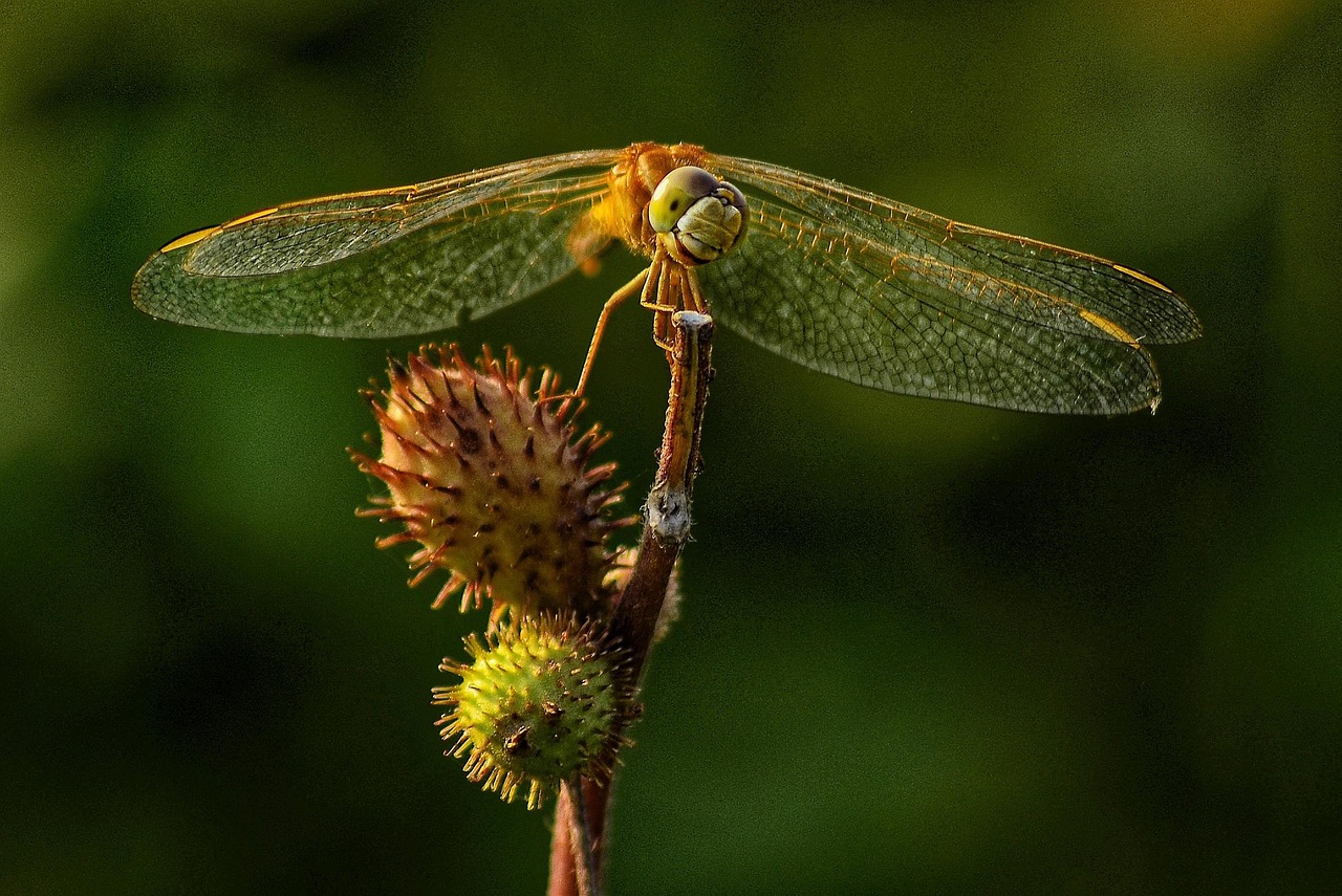 900+ Free Bangladesh & Nature Images - Pixabay