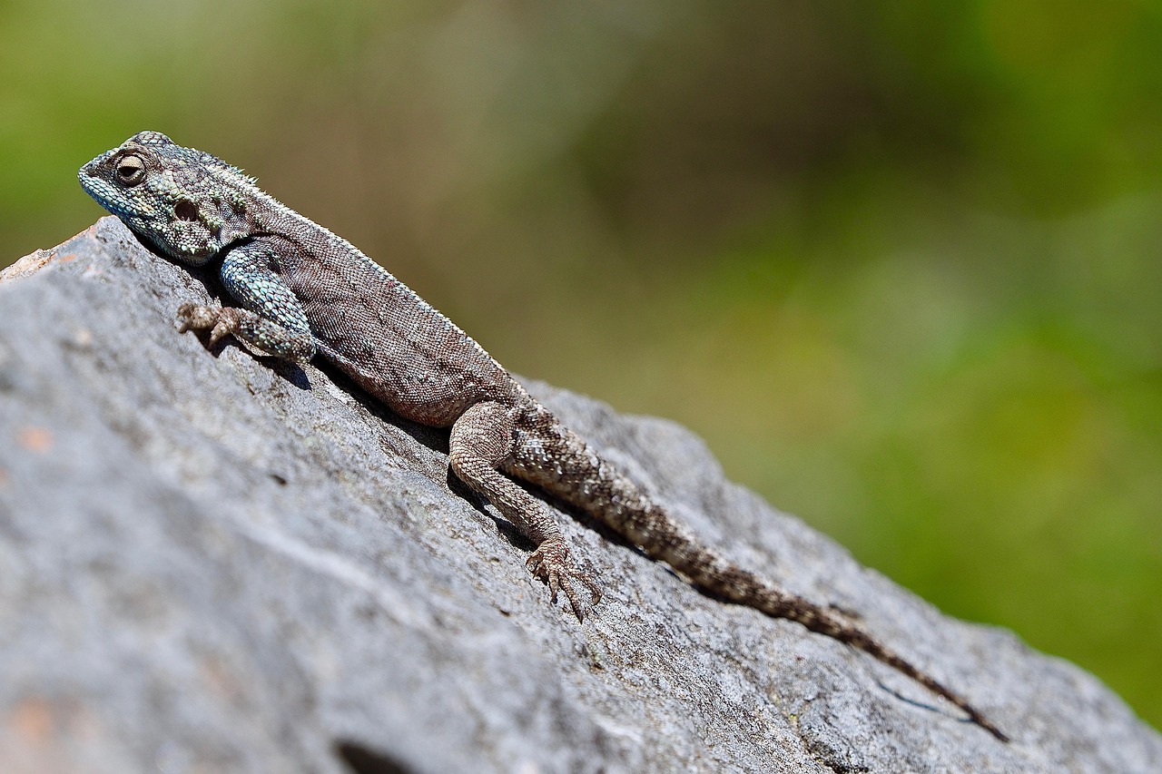 Lagarto Roca Reptil - Foto gratis en Pixabay - Pixabay