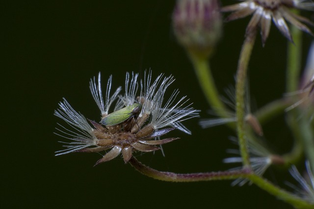 Besouro, Inseto, Macro, Inseto, Natureza