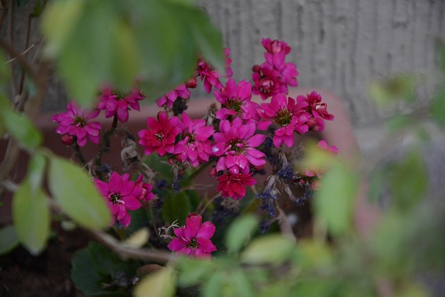 Gelb, Baum, Grün, Rose, Schöne, Pflanze