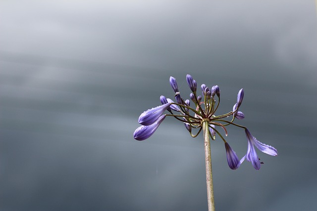 Free Agapanthus Sky photo and picture