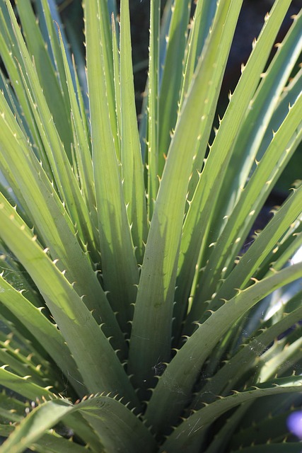 Free Puya Leaf photo and picture