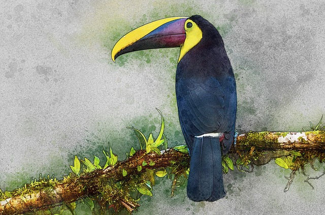 Free bird birdwatching animal illustration