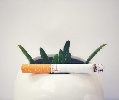 Cigarrillos, De Fumar, Planta, Áloe