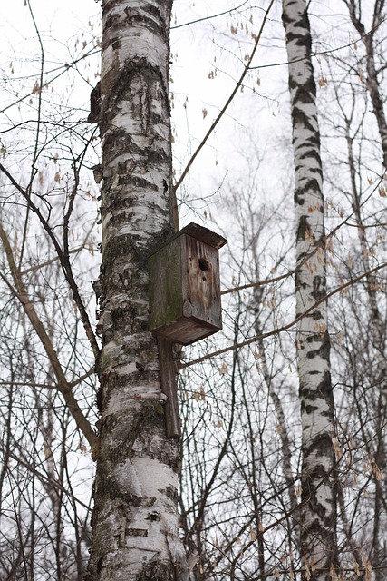 Free Forest Birds photo and picture