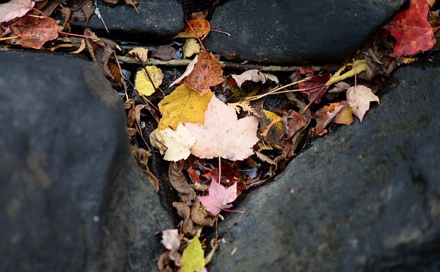 Free Leaf Leaves photo and picture