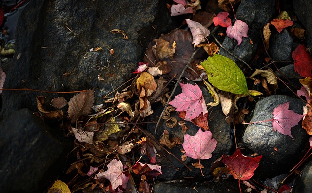 Free Leaf Leaves photo and picture