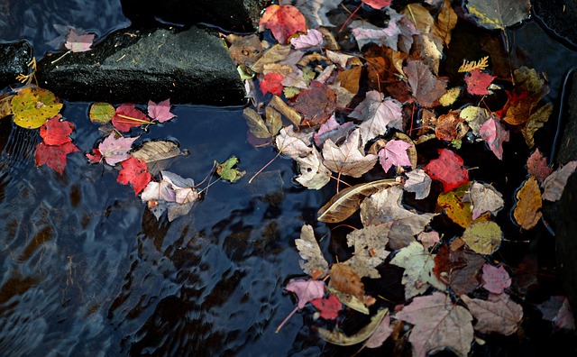 Free Leaf Leaves photo and picture