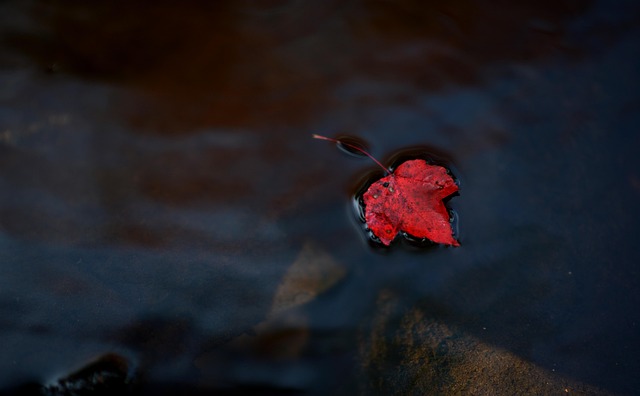 Free Leaf Leaves photo and picture