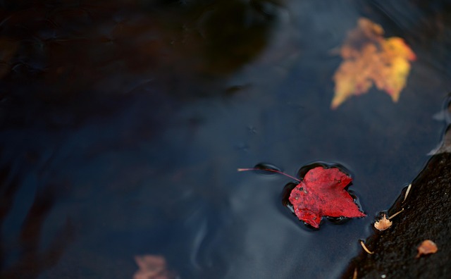 Free Leaf Leaves photo and picture