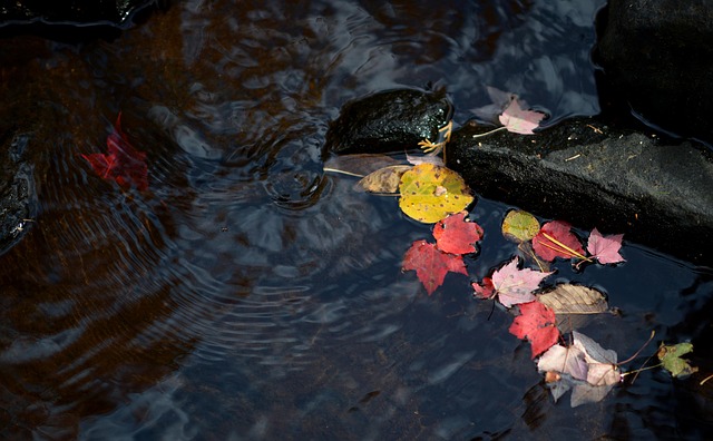 Free Leaf Leaves photo and picture