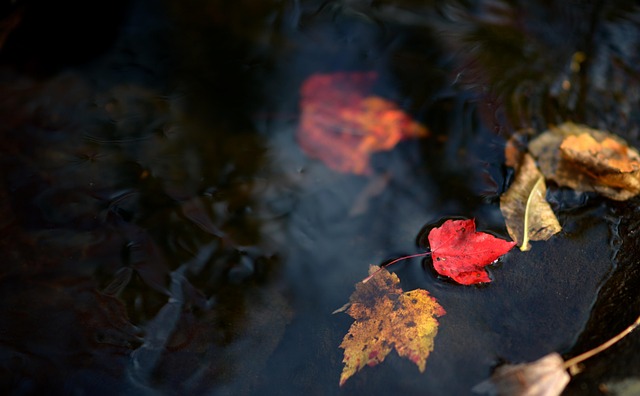 Free Leaf Leaves photo and picture