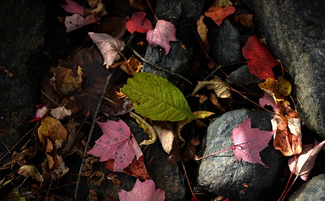 Free Leaf Leaves photo and picture