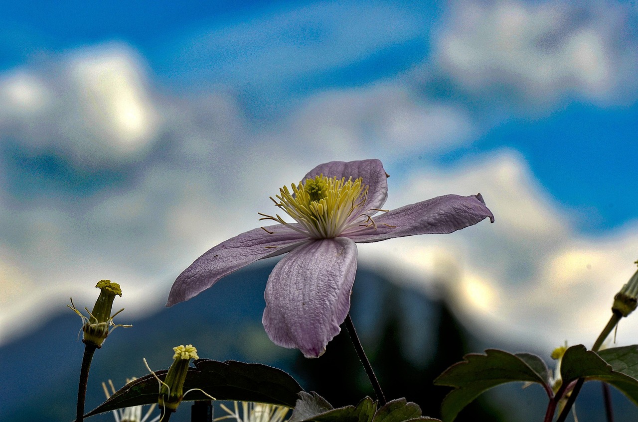 clematis-4058966_1280.jpg