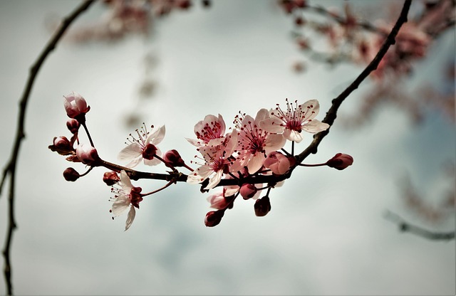 Free Flower Flower Wallpaper photo and picture