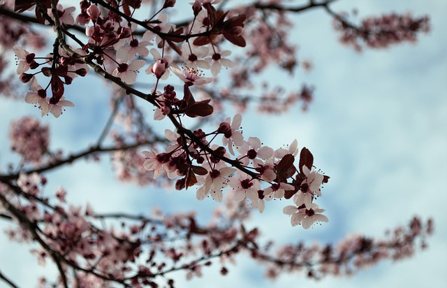 Free Spring Flower photo and picture