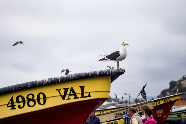 Båt, Fiske, Hav, Natur, Vann, Fisker