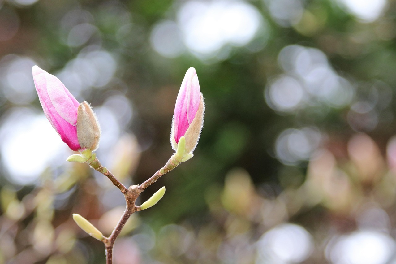 Spring Magnolia Buds Pink - Free photo on Pixabay - Pixabay