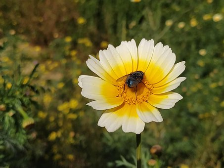 Free Flower Fly photo and picture
