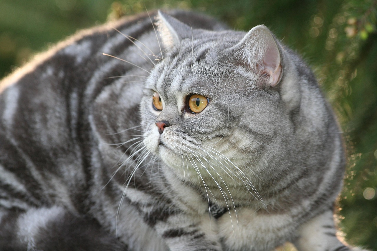 An Cat Cat Domestic Eyes - Free photo on Pixabay - Pixabay