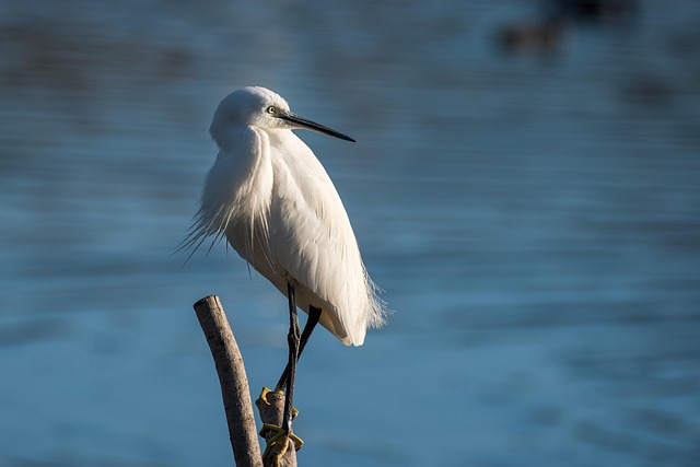 Pássaros, Garça, Ebro, Ebrodelte