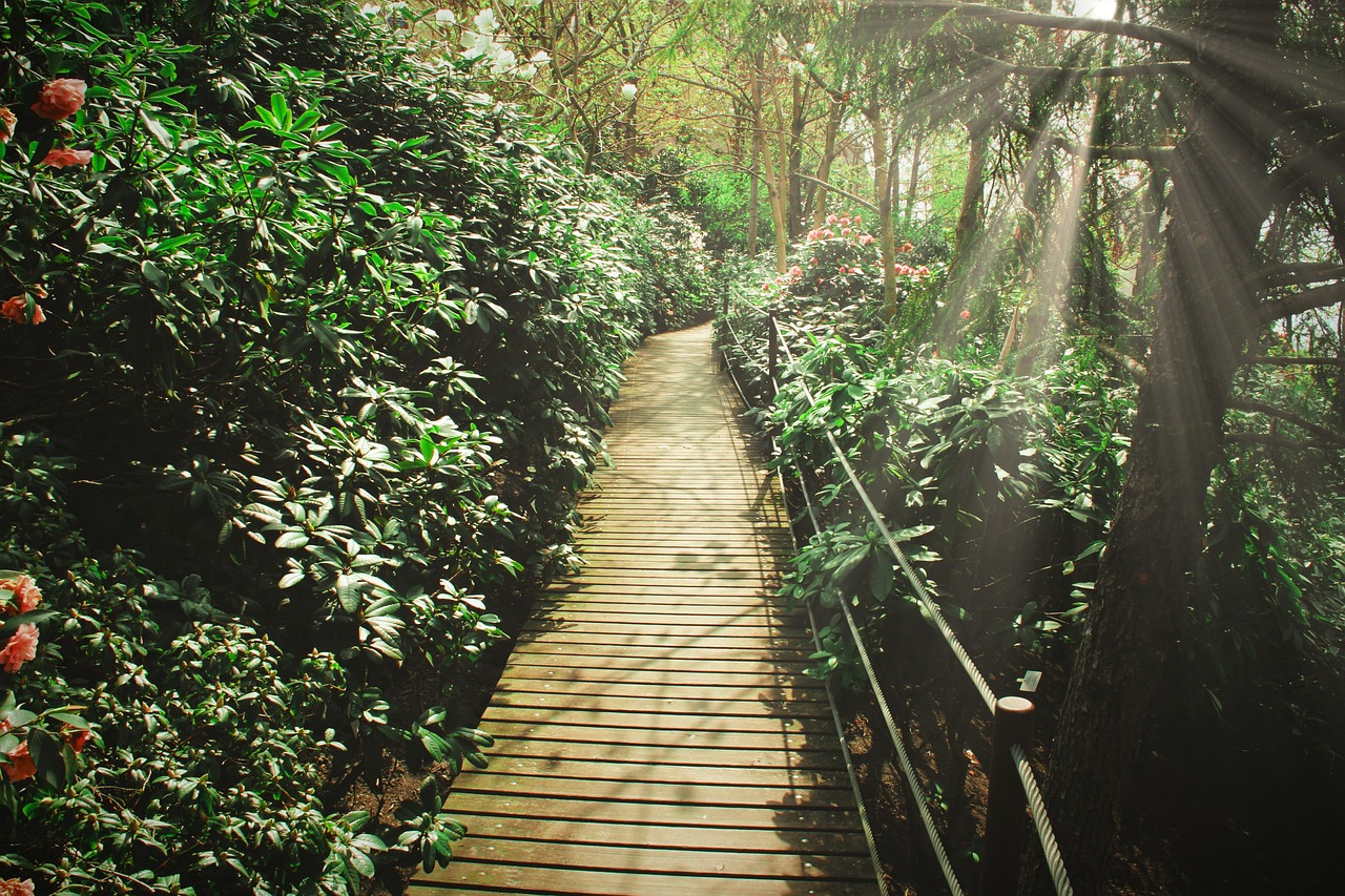 Sendero Arbustos Naturaleza - Foto gratis en Pixabay
