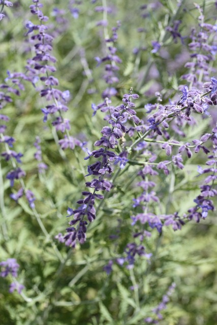 Free Russian Sage Purple Flowers photo and picture