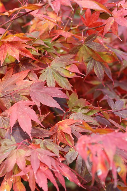 Free Japanese Maple Leaves Fall Leaves photo and picture