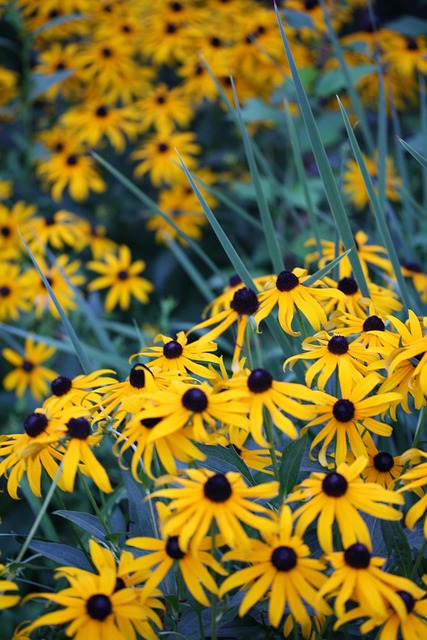 Free Black Eyed Susans Yellow Flowers photo and picture