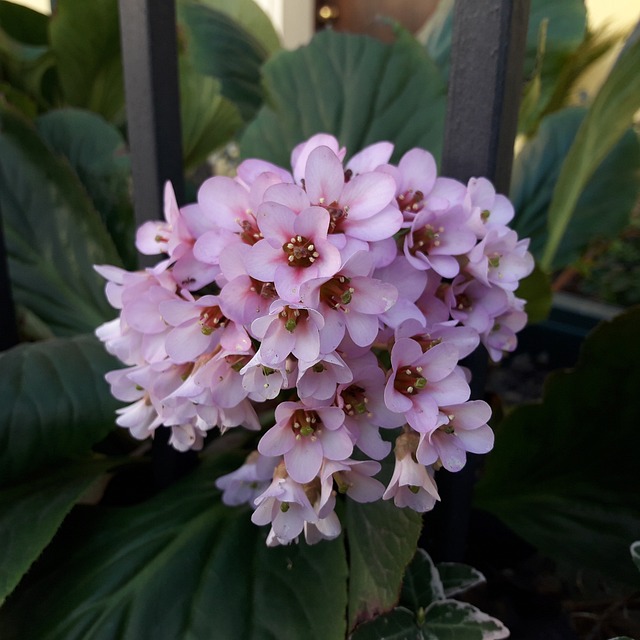 Free Spring Flowers photo and picture