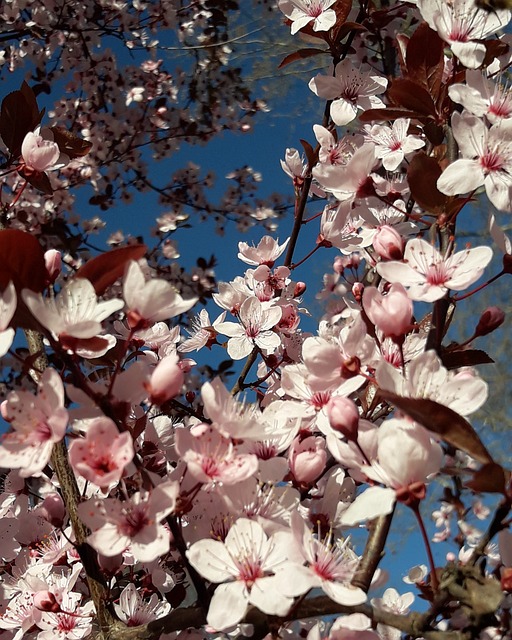 Free Spring Joy photo and picture