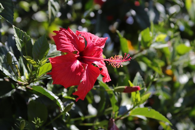 Free Hibiscus Flower photo and picture
