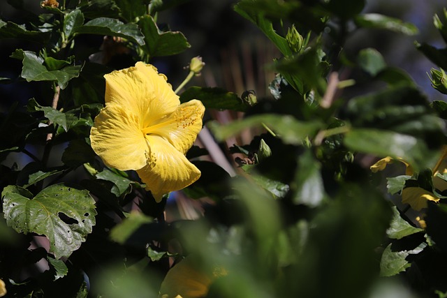 Free Hibiscus Flower Wallpaper photo and picture