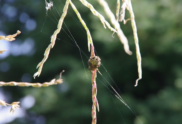 Free Spider Large photo and picture