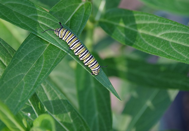 Free Monarch Caterpillar photo and picture