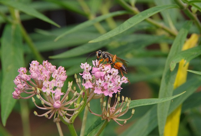 Free Wasp Milkweed photo and picture